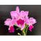 Cattleya Medelissima (luedemanniana tipo  x mendelii splash) long lasting and fragrant