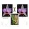 Лаелия (Laelia anceps (castro X guerreiro) X self)(504)