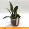 Cattleya gaskelliana (f. amoena x f. coerulea) x self
