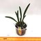 Laelia  briegeri