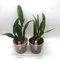 Cattleya Eva´s Fabula Contigo (labiata SA x rex)