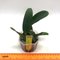 Cattleya  nobilior