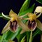 Целогина (Coelogyne fuliginosa) (1352)