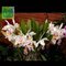 Cattleya (jemannii s/alba x eldorado )