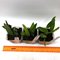 Laelia alaorii x sib