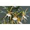 graecum  vigueri