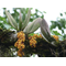 Oncidium nanum