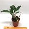 Дендробиум (Dendrobium Dendrobium speciosum )(1327)