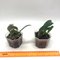 Cattleya walkeriana var. Caerulea