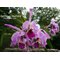Cattleya Vestalis (Cattleya dowiana x Cattleya maxima)