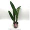 Cattleya warnerii coerulea x Cattleya purpurata Schusteriana