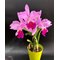 Cattleya Medelissima (luedemanniana tipo  x mendelii splash) long lasting and fragrant