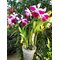Cattleya skinneri var alba