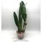 LC CG Roebling ´Beach View´ (Cgaskelliana x Laelia purpurata) coerulea