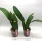 Cattleya Vestalis (Cattleya dowiana x Cattleya maxima)