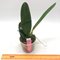 Cattleya Maggie Raphael ( Cattleya trianae semialba coerulescens  x  C dowina aurea)