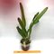 Laelia tenebrosa ( selecta x dark color )(S7019)