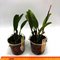 Laelia praestans