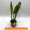 Laeliocattleya cornelia caerule