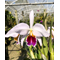 Cattleya percivalliana semi-alba