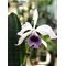 LC CG Roebling ´Eclipse´  (C gaskelliana x Laelia purpurata) coerulea