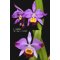 Cattleya wallisii (syn.eldorado)f. Flamea .