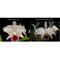 Cattleya ( labiata s/alba x percivaliana s/aba ) .