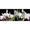 Cattleya warneri fma semi-alba x sib