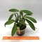Cattleya forbesii