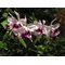 Laelia purpurata