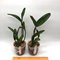 Cattleya Monte Elegante 新埔嘉德麗雅蘭