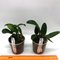 Cattleya violacea alba