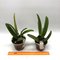 Cattleya maxima albescens
