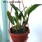 .Laelia anсeps