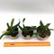 Laelia dayana