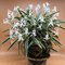 Неофинетия фальката  (Neofinetia falcata higashidemiyako 東出都 )(А-4)
