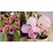 Cattleya schroederae x Cattleya tenebrosa