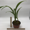 Целогина (Coelogyne trinervis)(А-67)