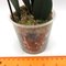Oncidium nanum