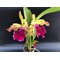 LC Luminosa (C dowiana x Laelia tenebrosa)