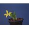 Laelia esalqueana