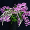 Дендробиум (Dendrobium parishii)(А-210)