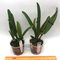 Cattleya maxima x sib