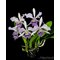 Cattleya Mishima Elf Blue Ocean (C. G. Roebling x walkeriana).