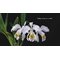 Cattleya Mrs Frederick Knolls (Cattleya X Hardyana x Cattleya mossiae)