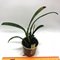 Cattleya percivaliana tipo Tiago X C. percivaliana alba Бразилия