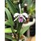 Cattleya maxima var. Suave