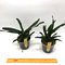 Aeranthes orthopoda