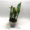 Cattleya Fallieri (trianae tipo x rex)
