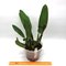 Cattleya lueddemanniana fma coerulea x sib